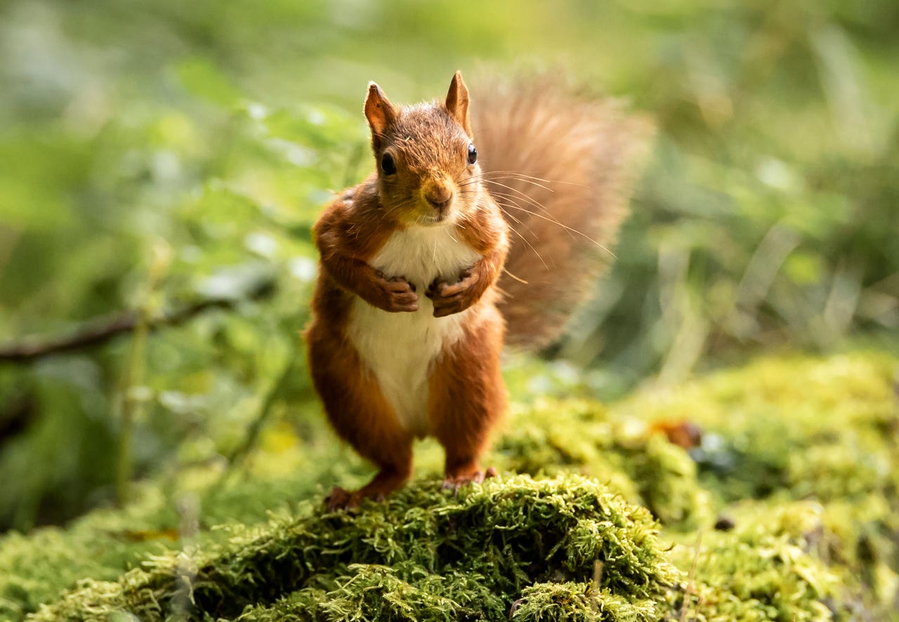 Red squirrels seen scampering around forest in adorable pictures