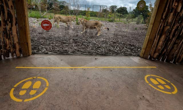 Social distancing measures at Chester Zoo after the attraction launched a campaign to raise money to help keep the zoo running and the animals cared for following the government’s confirmation that the zoo may have to stay closed indefinitely 