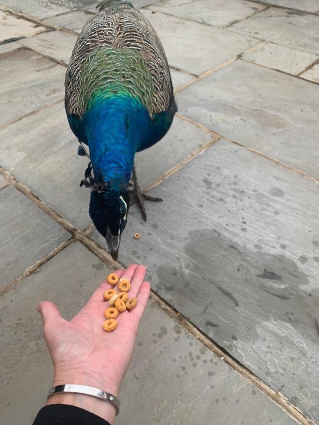 Henfield peacocks