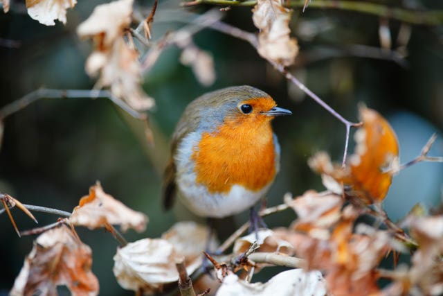 A robin sits among autumn leaves in Bristol