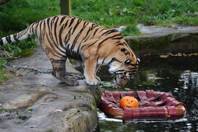 A tiger views a pumpkin floating on the water at Blair Drummond Safari Park