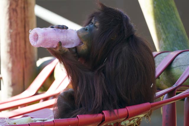 Kayan the orangutan licks a frozen juice bottle at Twycross Zoo in Leicestershire