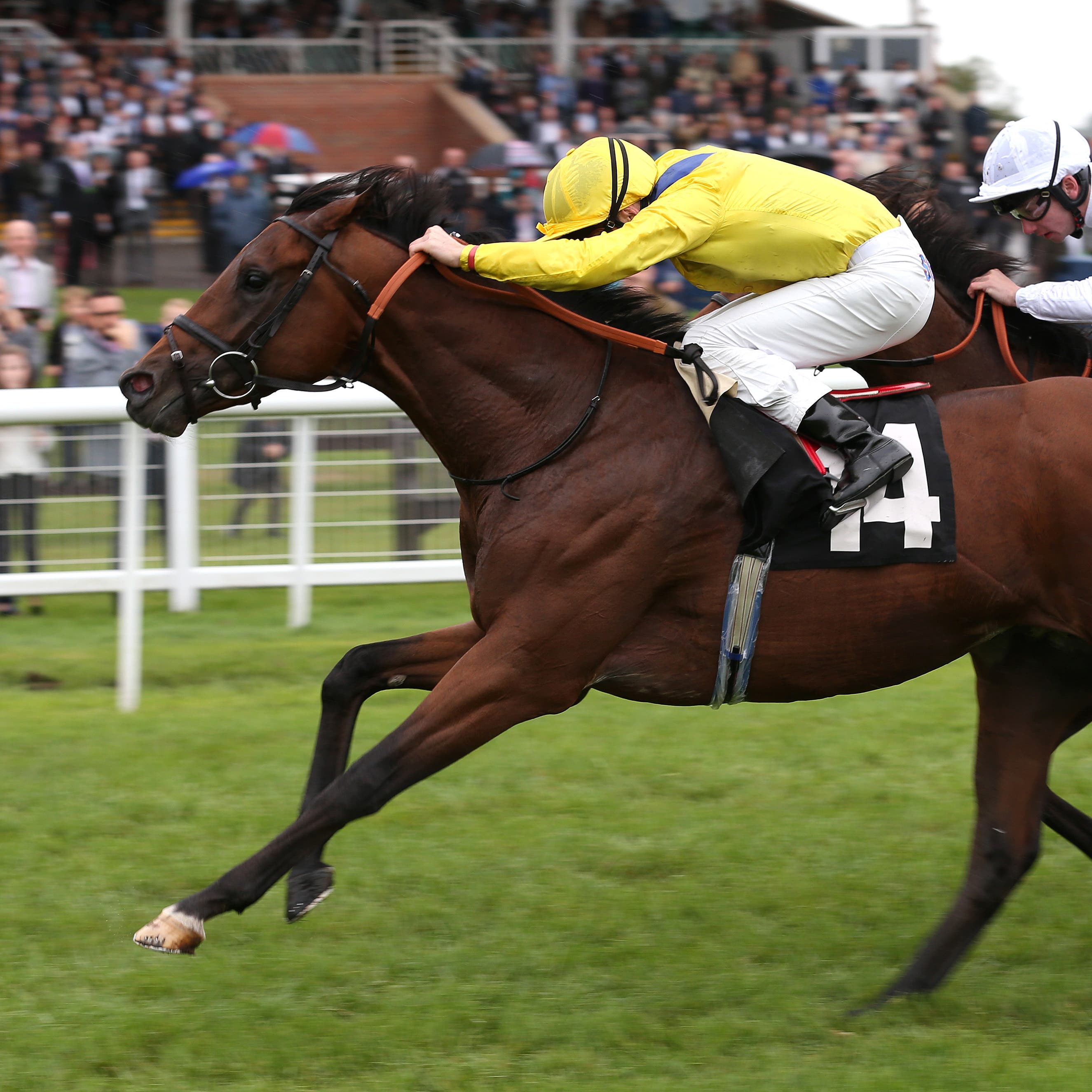 Politicise showed his real worth in winning at Newbury