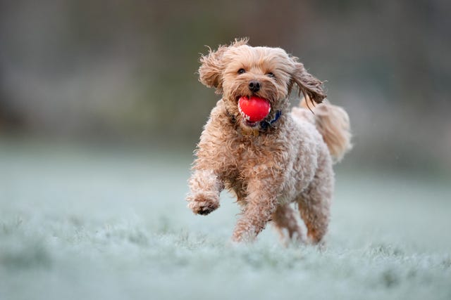 A dog with a ball in his mouth runs through a frost covered Morden Hall Park in south west London