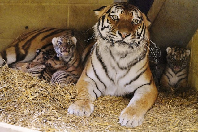 Adult tiger with four cubs beside her