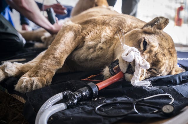 Lioness gets check-up