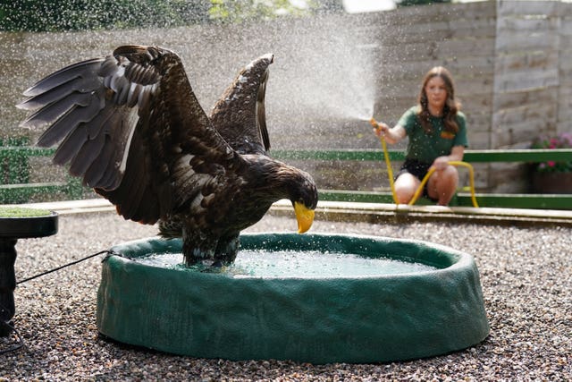 Steller's sea eagle