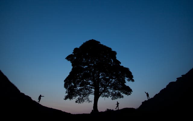 Sycamore Gap tree felled