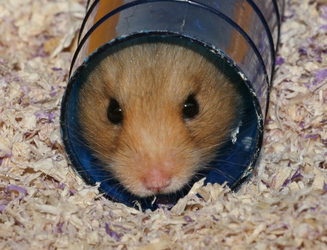 A hamster