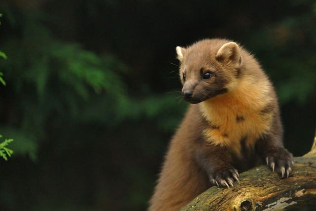 Pine marten