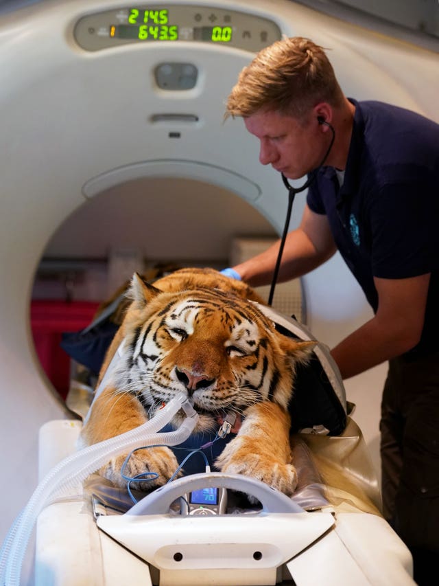 An Amur Tiger being prepared for a CT scan 