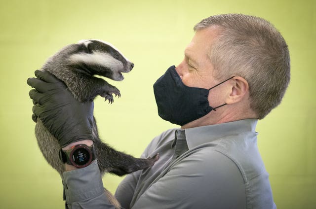 Scottish Liberal Democrat leader Willie Rennie handles a six-week-old badger during a visit to the SSPCA National Wildlife Rescue Centre at Fishcross during campaigning for the Scottish Parliamentary electio