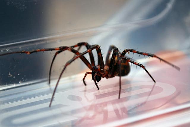 A cave spider (National Trust/PA)