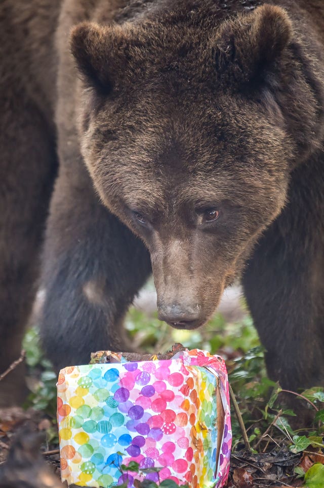 Bears at Bristol Zoo’s Wild Place Project