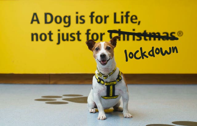 Demand for puppies increased massively during lockdown, with Google searches for 'buy a puppy' increasing by 166% since late March