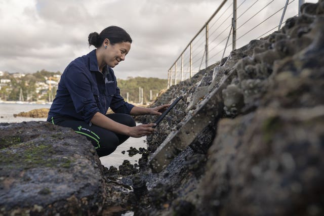 Dr Maria Vozzo conducts a biodiversity count on a Living Seawall fitted to sea defences in Sydney, Australia