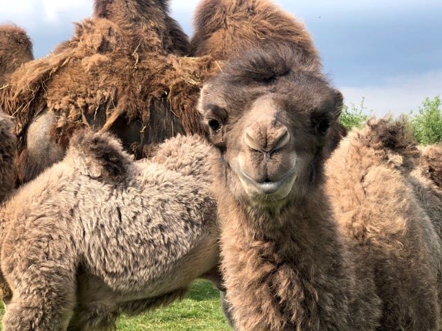 Double Baby Camel arrival at Yorkshire Wildlife Park