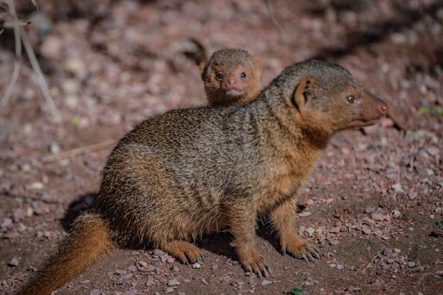 Baby mongoose born at Chester Zoo