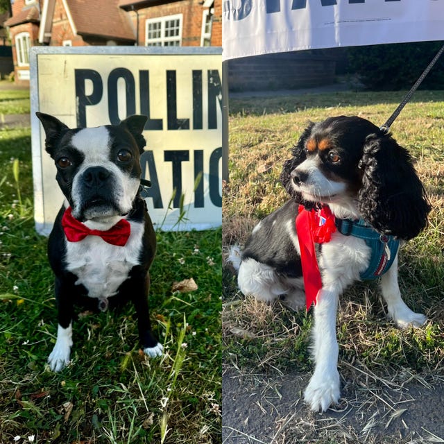 A composite image shows two dogs - a black and white French bulldog in a red bow tie and a black and white spaniel with specks of ginger in a red rosette. The bulldog is standing in front of a sign that says 'polling station'