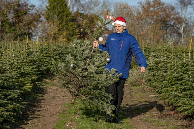 A Tesco employee searches for a perfectly imperfect Christmas tree