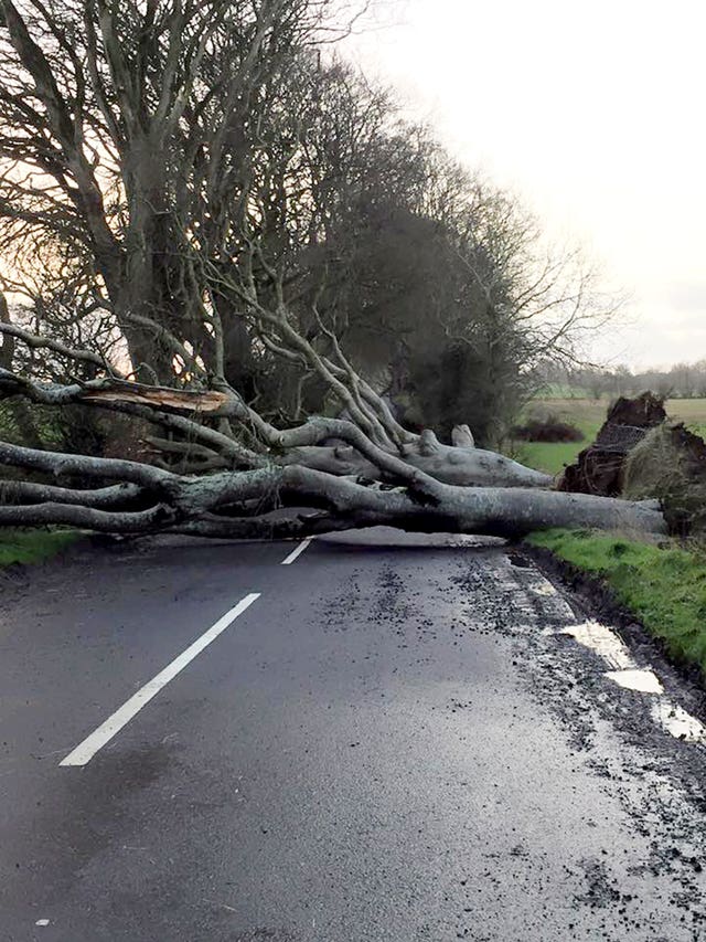 200-year-old Dark Hedges trees uprooted
