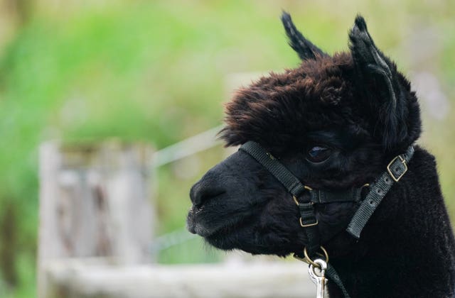 Geronimo the alpaca was imported from New Zealand in 2017 (Andrew Matthews/PA)