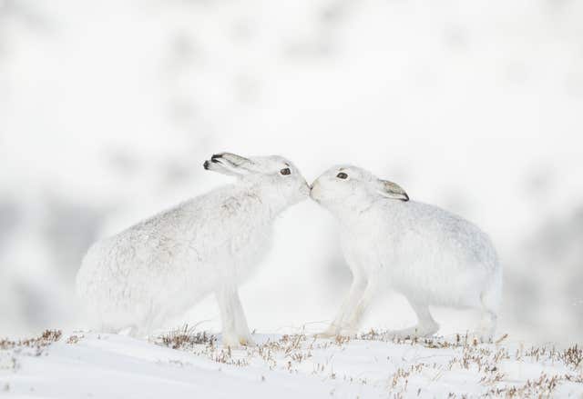 Two courting mountain hares in the Monadhliath Mountains in Scotland