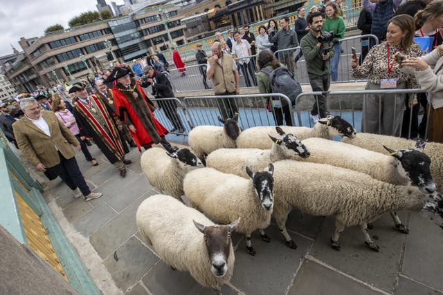 10th London Sheep Drive TOP CHEF RICHARD CORRIGAN TO LEAD 10th LONDON SHEEP DRIVE