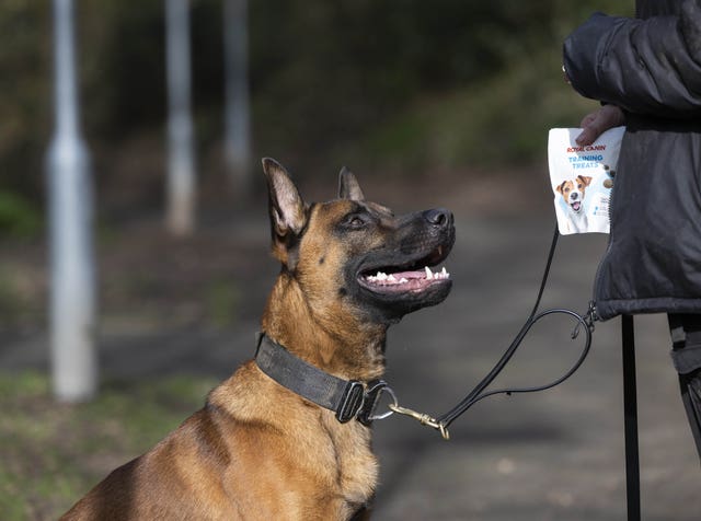 A police dog sitting, looking at its handler who is holding treats
