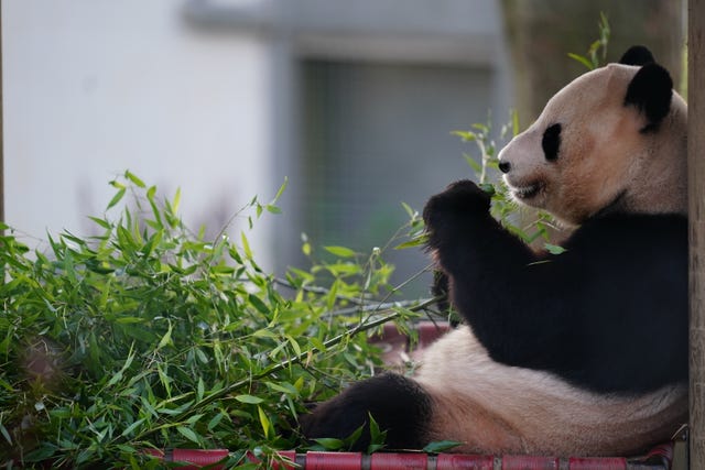 Panda at Edinburgh Zoo