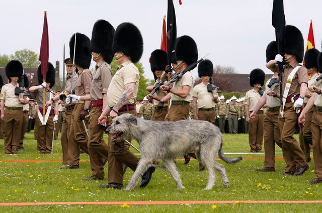 Irish wolfhound ‘Turlough Mor’ (aka Seamus), the regimental mascot of the Irish Guards, takes part in a full tri-service and Commonwealth rehearsal at RAF Odiham in Hampshire, ahead of their involvement in the second procession that accompanies King Charles III and Queen Camilla from Westminster Abbey back to Buckingham Palace, following the coronation service on May 6 at the abbey in London 