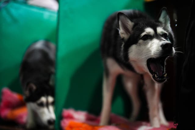 A husky dog with its mouth open, with another in the background looking on