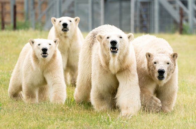 Polar bears at Yorkshire Wildlife Park