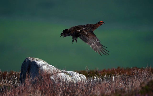 Grouse