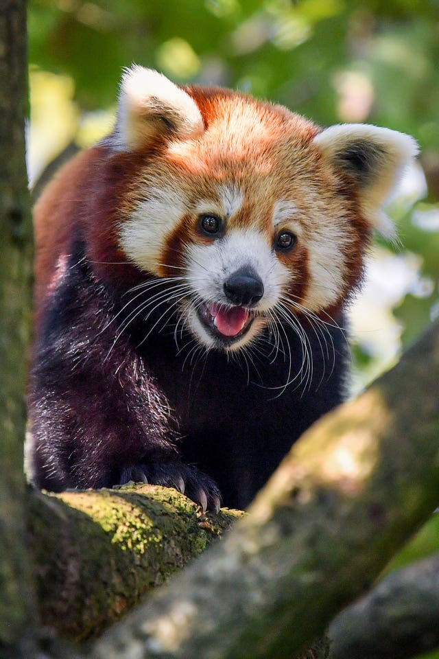Red panda at Bristol Zoo