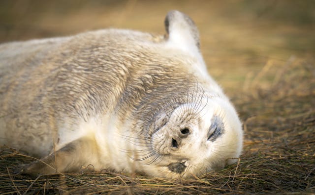 A baby seal pup, as grey seals return to Donna Nook National Nature Reserve in Lincolnshire, where they come every year in late October, November and December to give birth
