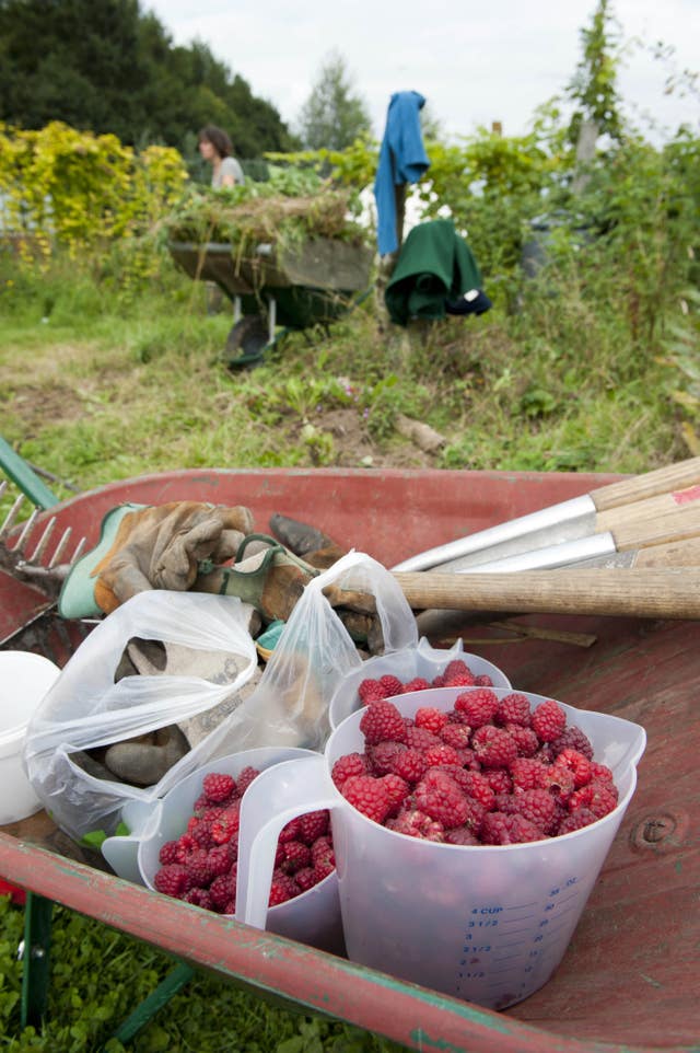 Volunteers harvesting raspberries 