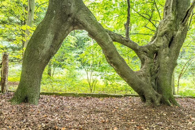 Nellie's tree is going up against trees across Europe (Rob Grange/WTML/PA)