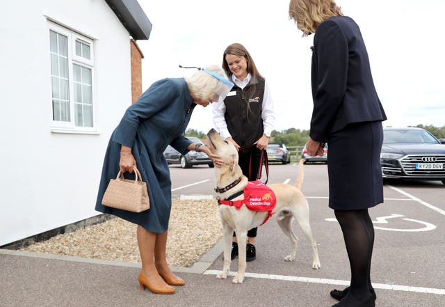 The Duchess of Cornwall meets Storm, a Labrador Golden Retriever cross, during her visit to the Medical Detection Dogs charity’s training centre