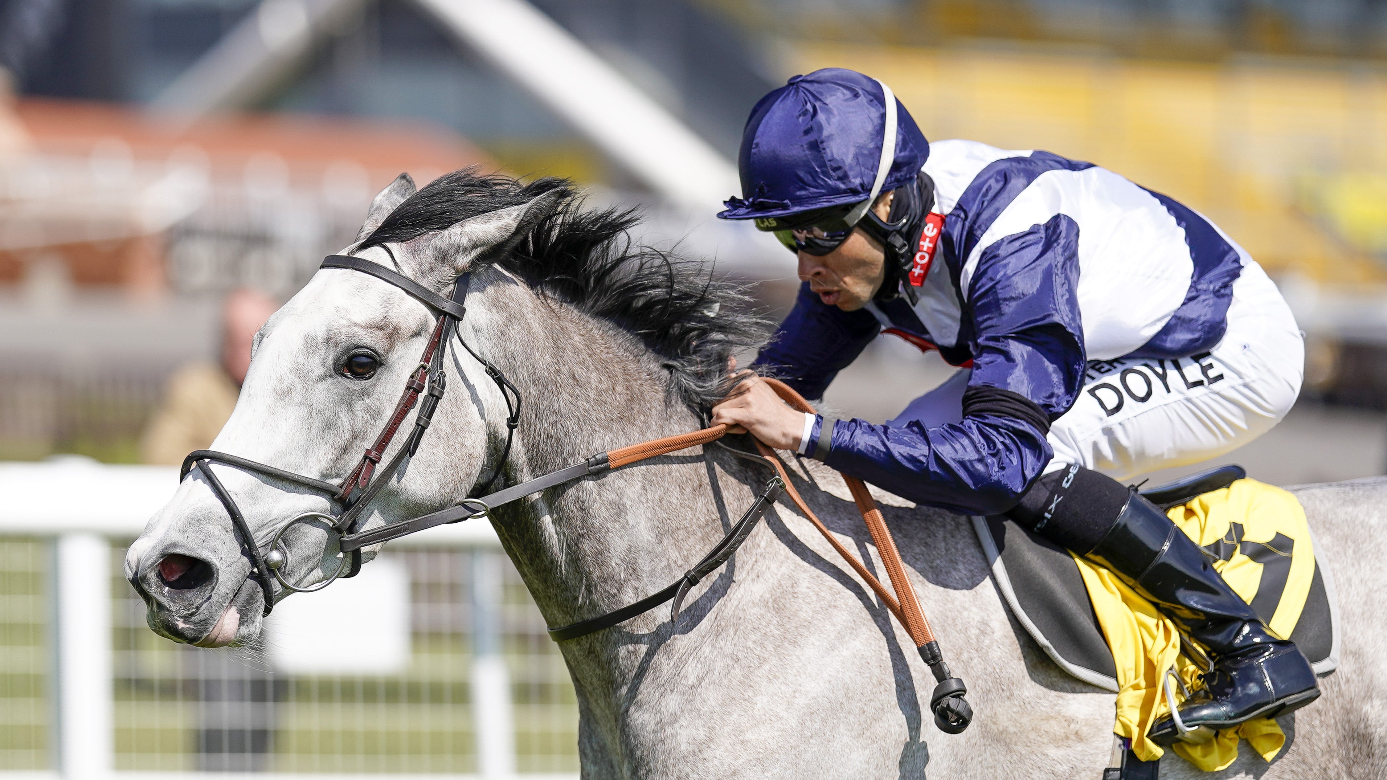 Snow Lantern to miss 1000 Guineas and instead run at York's Dante meeting - Vimarsana News