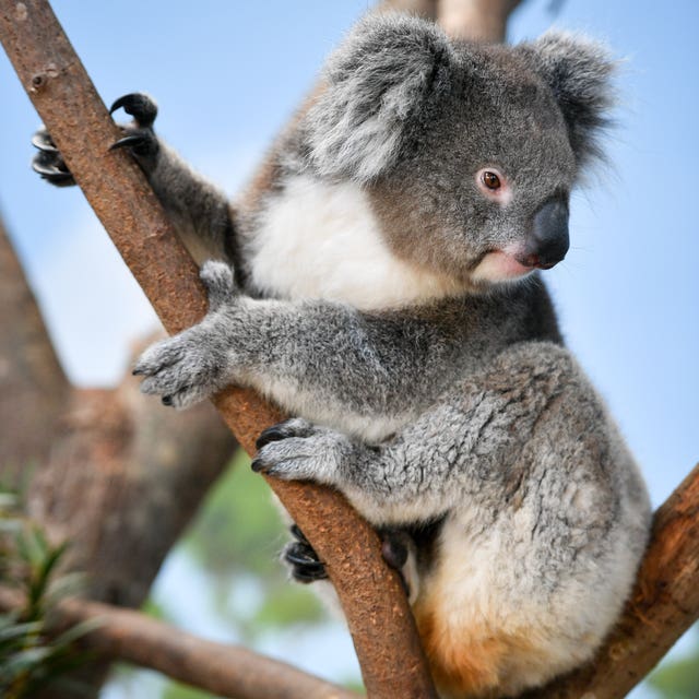 Longleat Safari Park new koala enclosure
