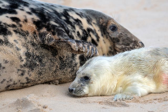 Grey seal pupping season