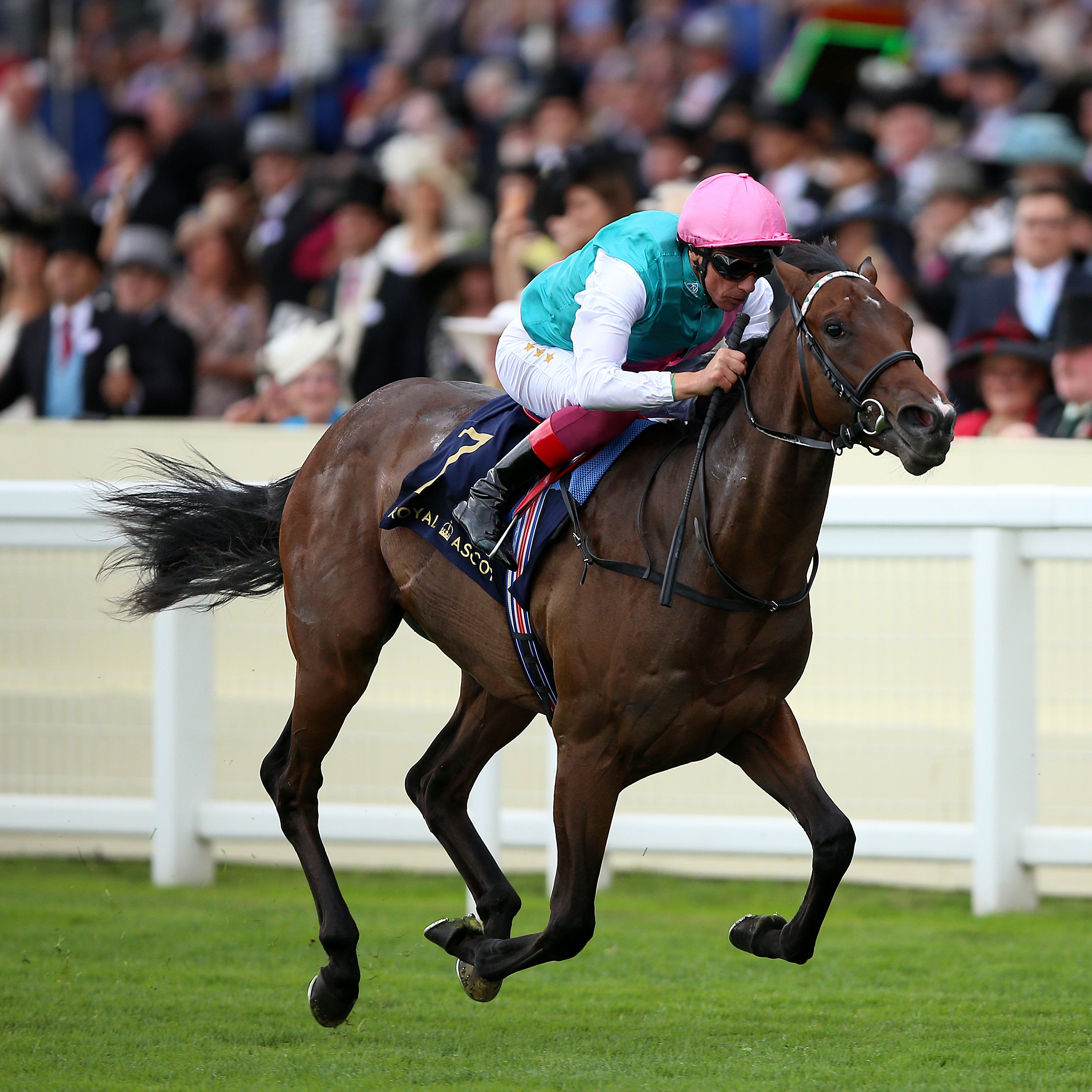 Calyx may bid to remain unbeaten at Haydock on Saturday