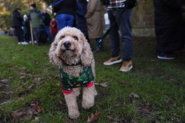 A dog wearing a festive Christmas coat in Sandringham 
