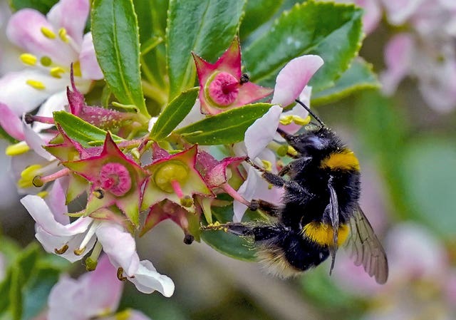 Bee on flower