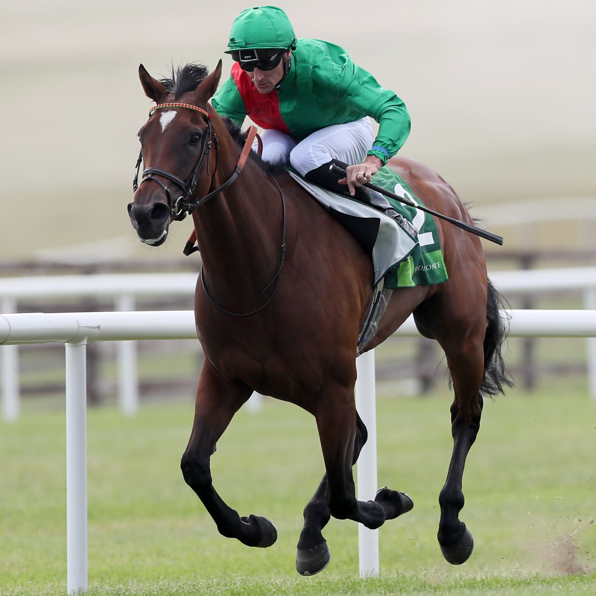 Urban Fox who is likely to head back to France for the Prix de l'Opera