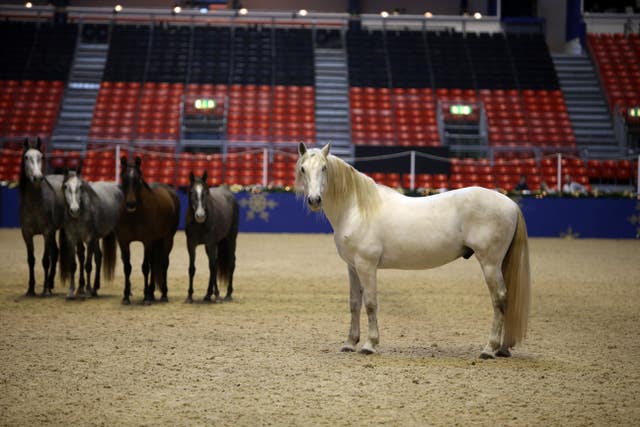 A general view of horse whisperer Jean-Francois Pignon's horseS