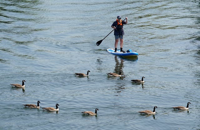 A person paddle boards along the Thames with an escort of ducks