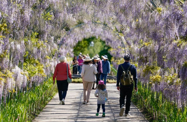 People walk under an archway of Wisteria blooms