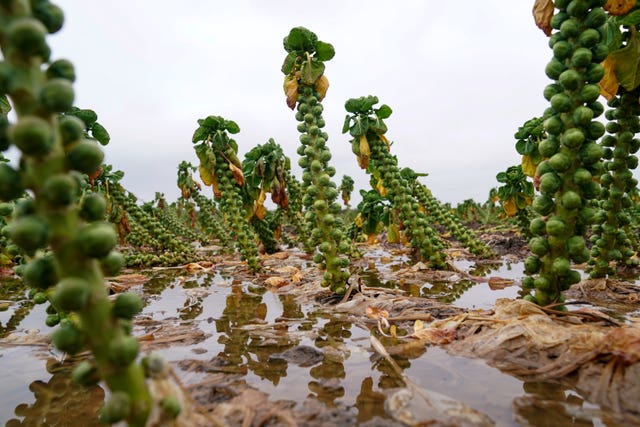 A flooded field of Brussels sprouts